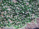钙铬榴石/绿榴石1802