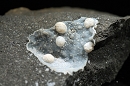 片水硅钙石8190
