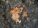 砷铁镁铝钙石11
