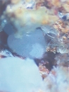 透磷钙石1109
