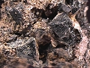 锌尖晶石2004
