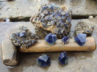 Freshly collected specimens from East Crosscut. R. Brandstetter photo.