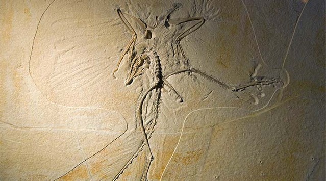全球仅存的完整始祖鸟化石