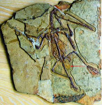 雌性达尔文翼龙骨架和它的蛋化石