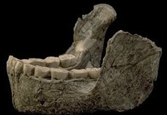 古人类下颌骨化石