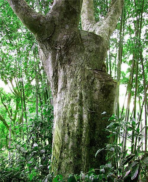 沉香木知识全面扫盲和日常保养注意事项-沉香-名贵木材-各界收藏-资讯