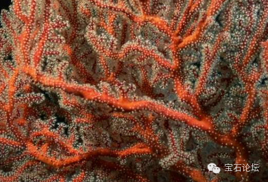 带你了解红珊瑚~最美的有机宝石