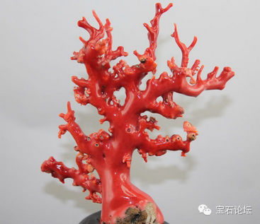 带你了解红珊瑚~最美的有机宝石