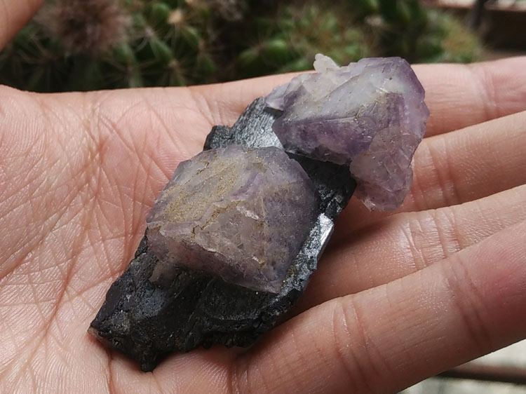 浮生黑钨两边挂着紫色萤石和水晶共生矿物晶体标本原石原矿观赏石,黑钨,萤石